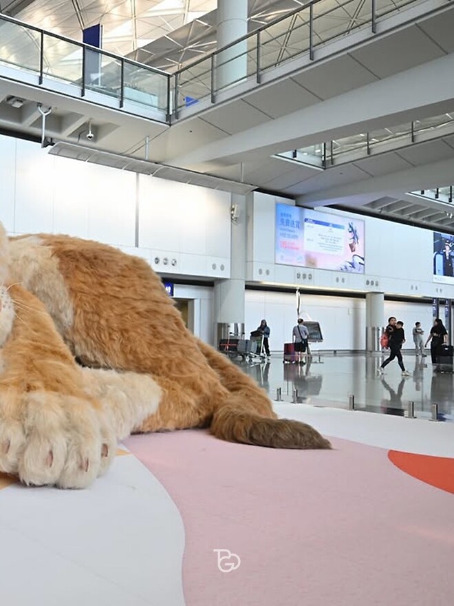 홍콩공항에 나타난 거대 고양이.jpg