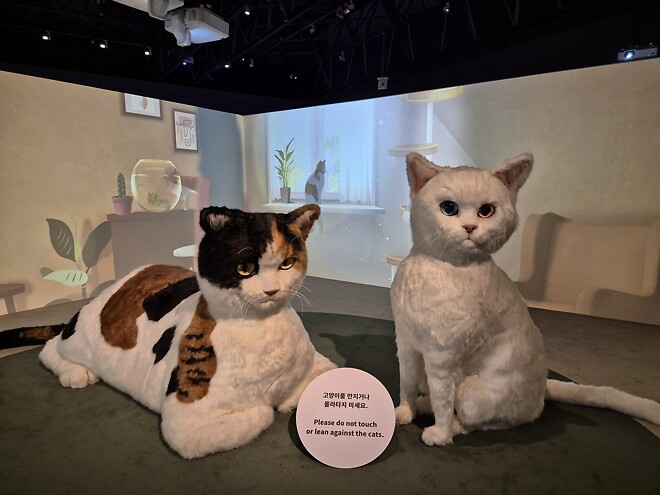 홍콩공항에 나타난 거대 고양이.jpg