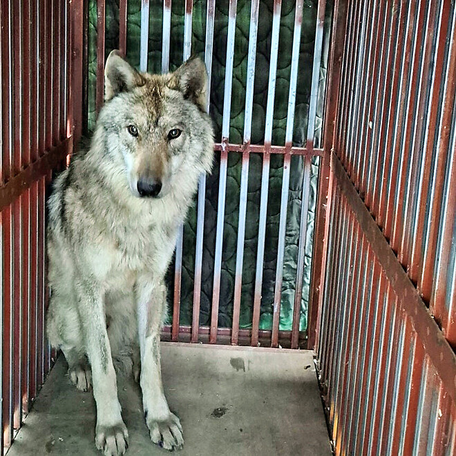 늑구 돌아온 대전 오월드 풍경