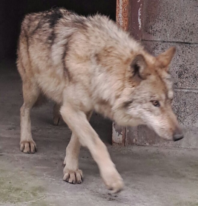 늑구 동료가 8마리랍니다.