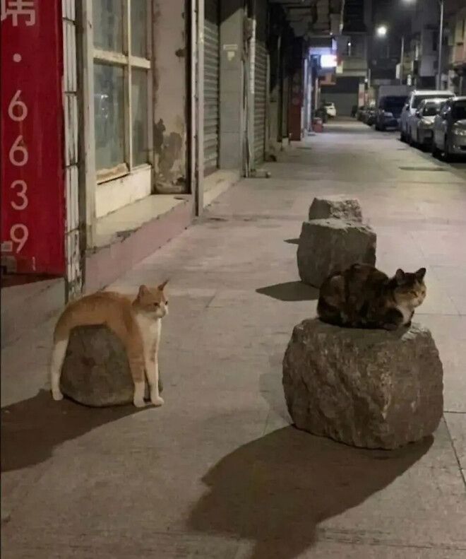 다리가 긴 냥이