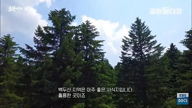 북한의 개판난 산림이 주는 유일한 이점