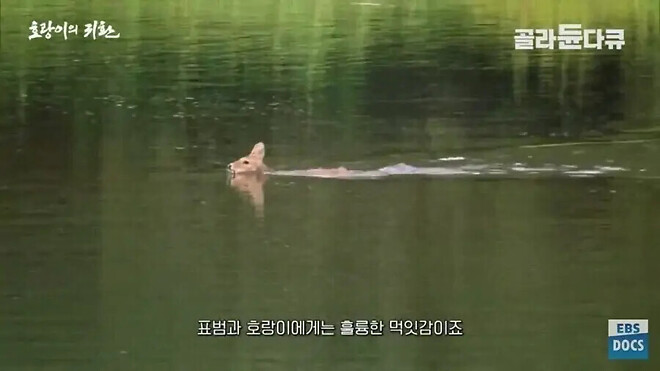 북한의 개판난 산림이 주는 유일한 이점