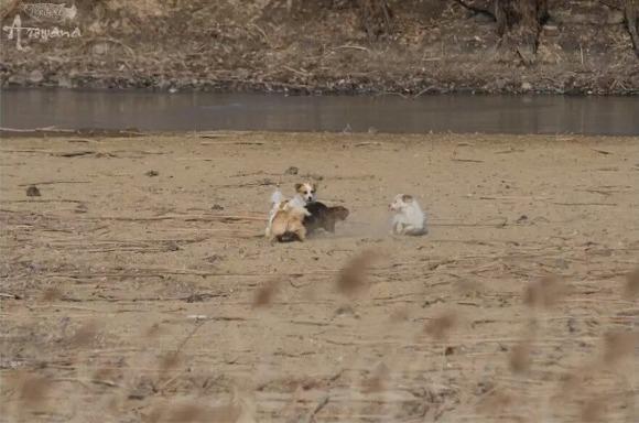 늑대화 되어가는 유기견.jpg