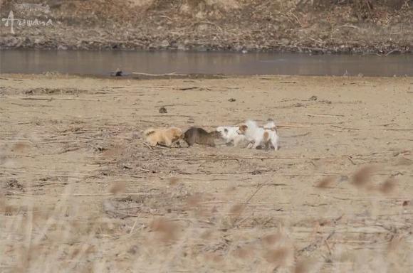 늑대화 되어가는 유기견.jpg