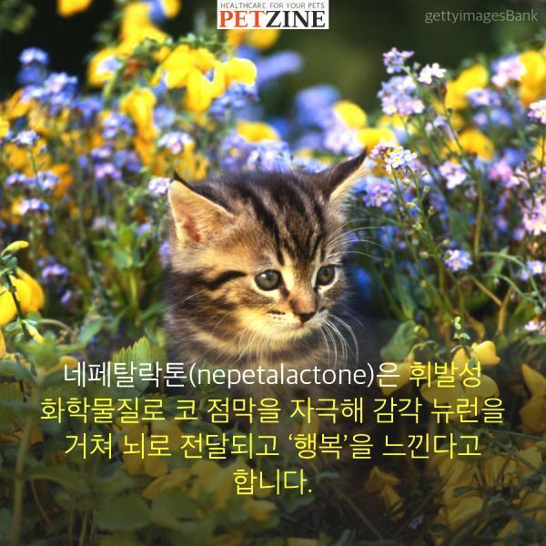 출처:petzine