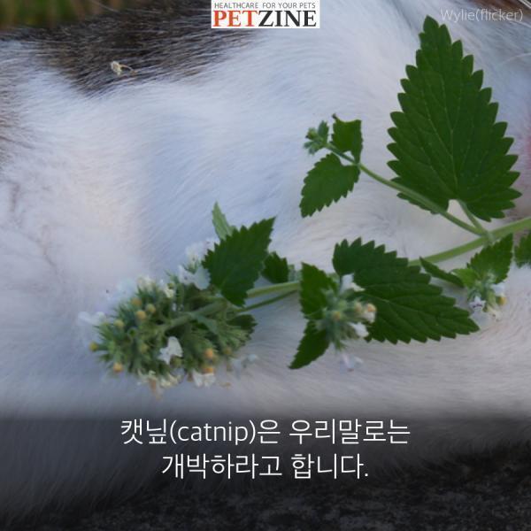 출처:petzine