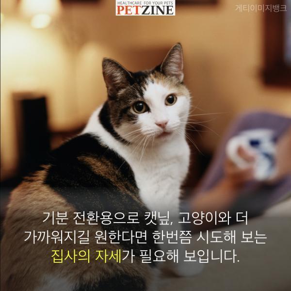 출처:petzine