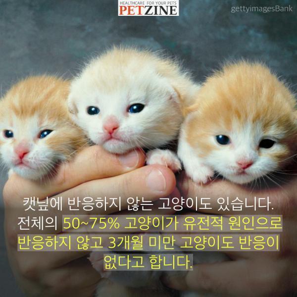 출처:petzine