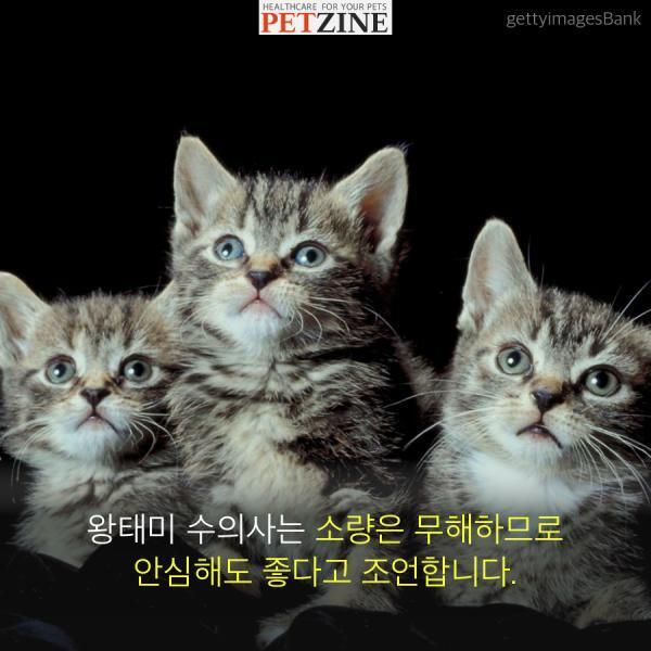 출처:petzine