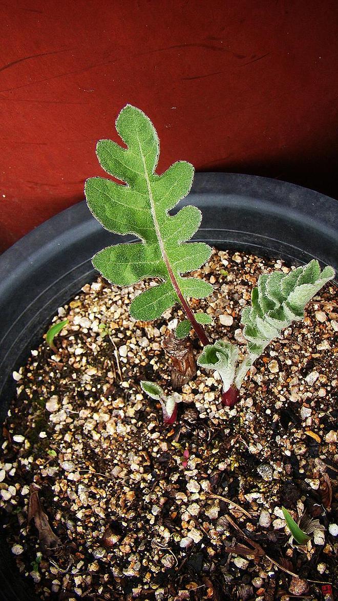 휴지통 파일 삭제 불가상태입니다.