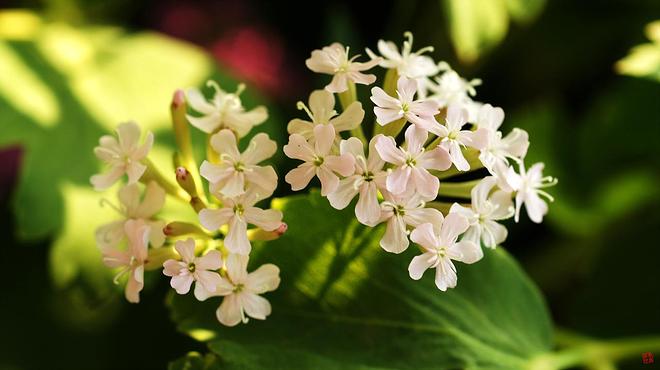 끈끈이대나물 백화.jpg