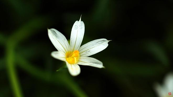 등심붓꽃 백화 01.jpg