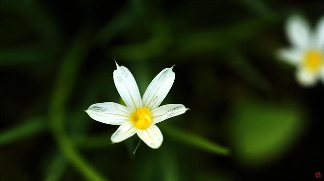 등심붓꽃 백화 02.jpg