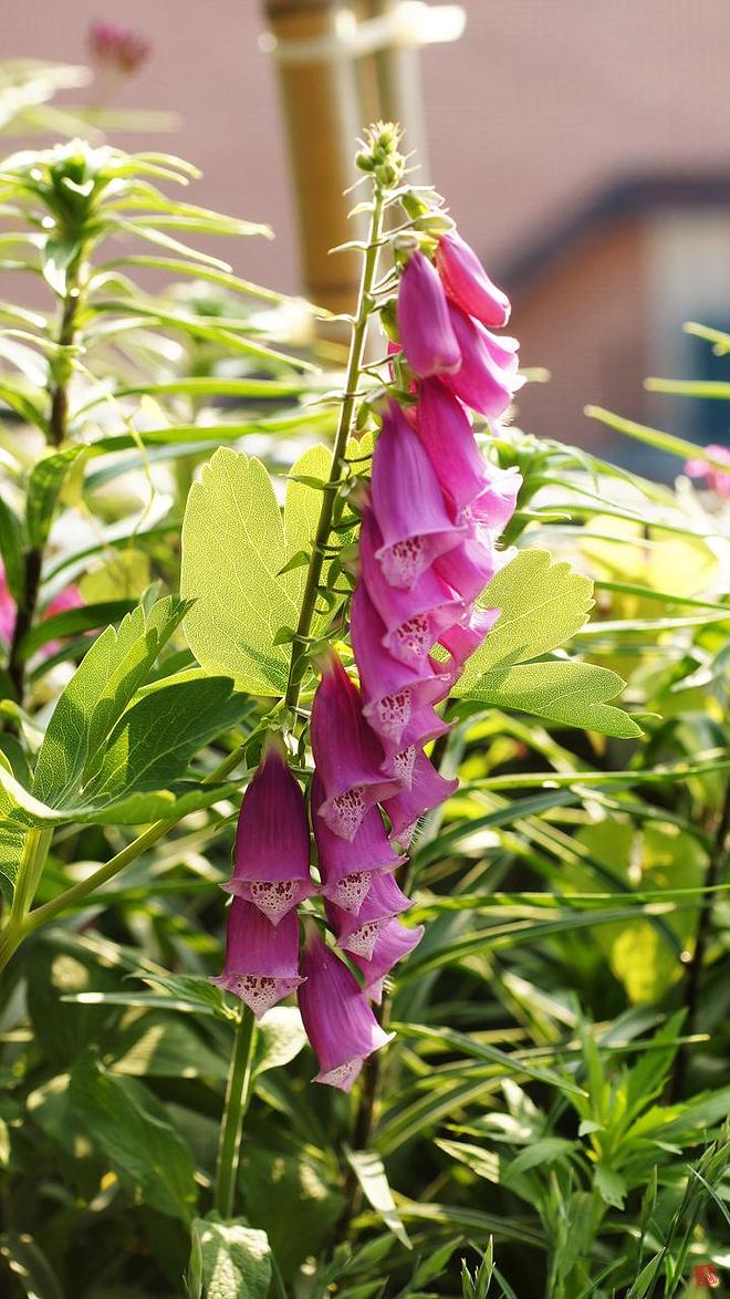 디기달리스 01.jpg