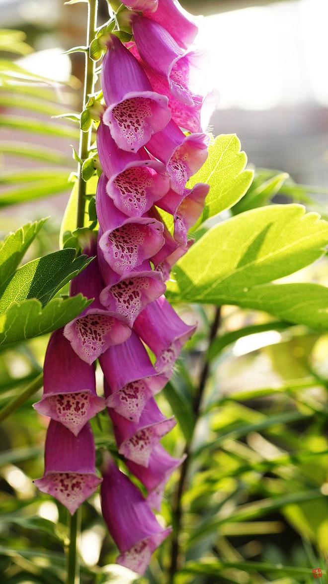 디기달리스 02.jpg