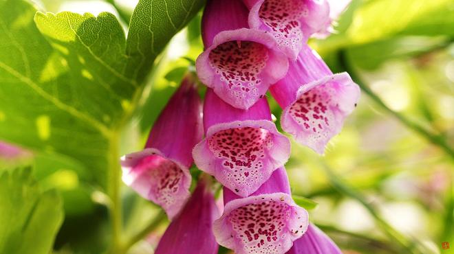 디기달리스 03.jpg