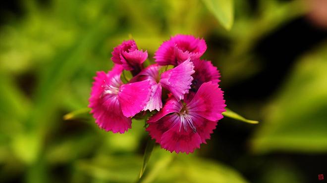 수염패랭이 02.jpg