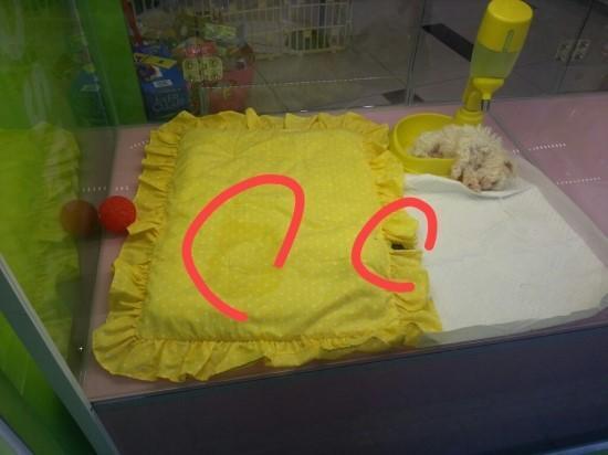 &amp;quot;개는 똥오줌을 아무 데나 싸지 않나요?&amp;quot; 강아지 배변훈련 환경에 관해