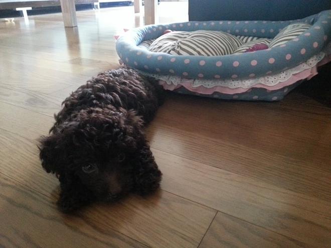 &amp;quot;개는 똥오줌을 아무 데나 싸지 않나요?&amp;quot; 강아지 배변훈련 환경에 관해