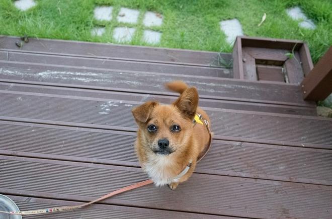 &amp;quot;개는 똥오줌을 아무 데나 싸지 않나요?&amp;quot; 강아지 배변훈련 환경에 관해