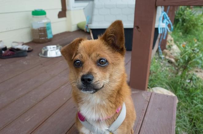 &amp;quot;개는 똥오줌을 아무 데나 싸지 않나요?&amp;quot; 강아지 배변훈련 환경에 관해