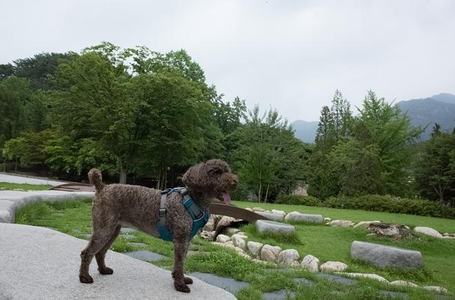 &amp;quot;개는 똥오줌을 아무 데나 싸지 않나요?&amp;quot; 강아지 배변훈련 환경에 관해