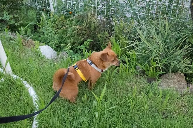 &amp;quot;개는 똥오줌을 아무 데나 싸지 않나요?&amp;quot; 강아지 배변훈련 환경에 관해