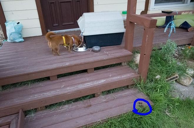 &amp;quot;개는 똥오줌을 아무 데나 싸지 않나요?&amp;quot; 강아지 배변훈련 환경에 관해