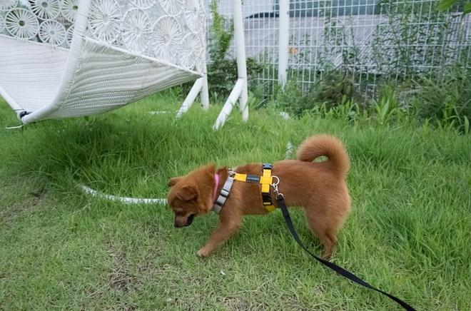 &amp;quot;개는 똥오줌을 아무 데나 싸지 않나요?&amp;quot; 강아지 배변훈련 환경에 관해