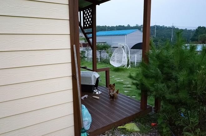 &amp;quot;개는 똥오줌을 아무 데나 싸지 않나요?&amp;quot; 강아지 배변훈련 환경에 관해