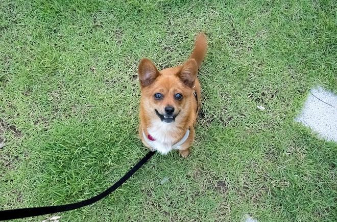 &amp;quot;개는 똥오줌을 아무 데나 싸지 않나요?&amp;quot; 강아지 배변훈련 환경에 관해