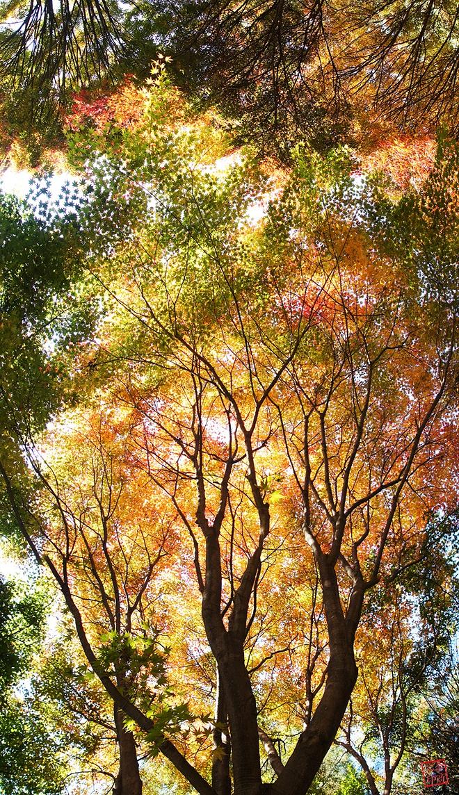 181030-06 독립기념관 단풍나무길.jpg