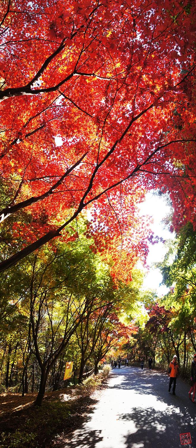 181030-09 독립기념관 단풍나무길.jpg