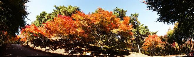 181030-12 독립기념관 단풍나무길.jpg