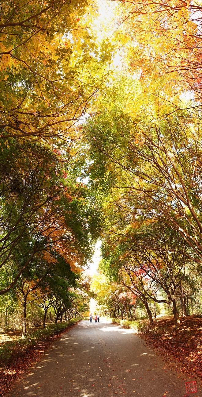 181030-13 독립기념관 단풍나무길.jpg