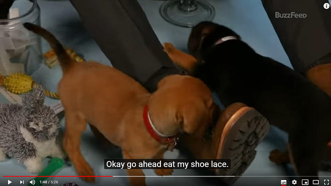 Cap 2019-05-31 17-18-17-876.jpg