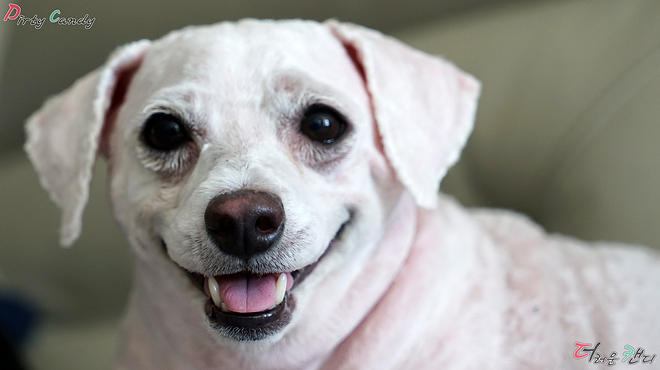 온 가족이 모여 양식 만들어 먹었습니다~!