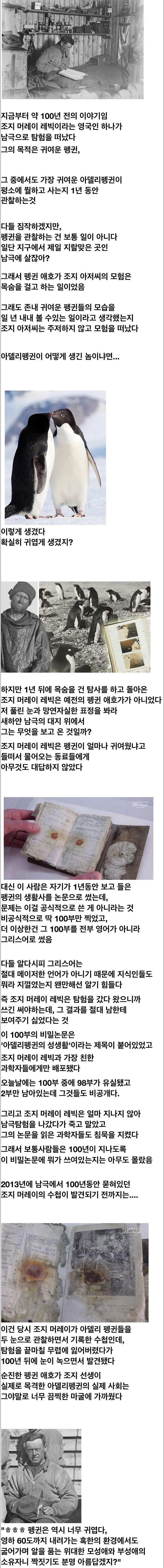 아델리 펭귄-1.jpg