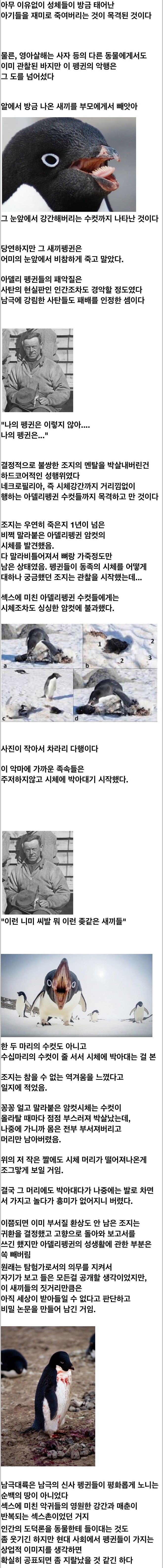 남극 아델리 펭귄.jpg