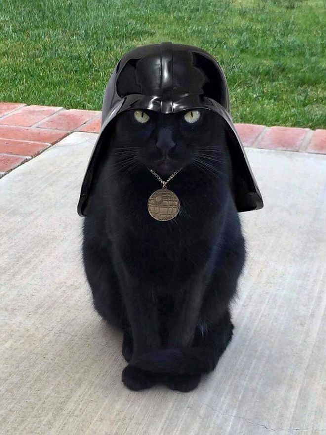 Vader_Cat.JPG