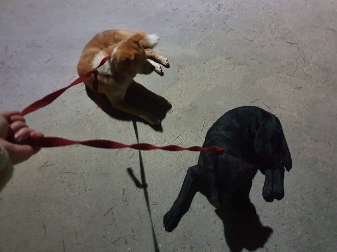 시골에는 밤에 개 줄 풀어 주는 집들이 좀 있습니다