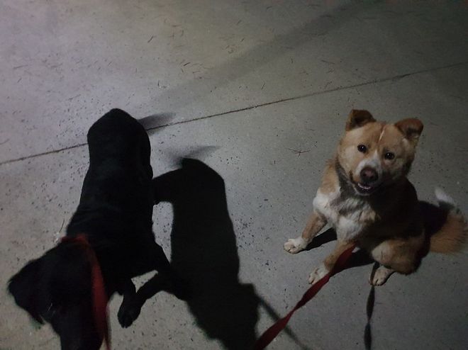 시골에는 밤에 개 줄 풀어 주는 집들이 좀 있습니다