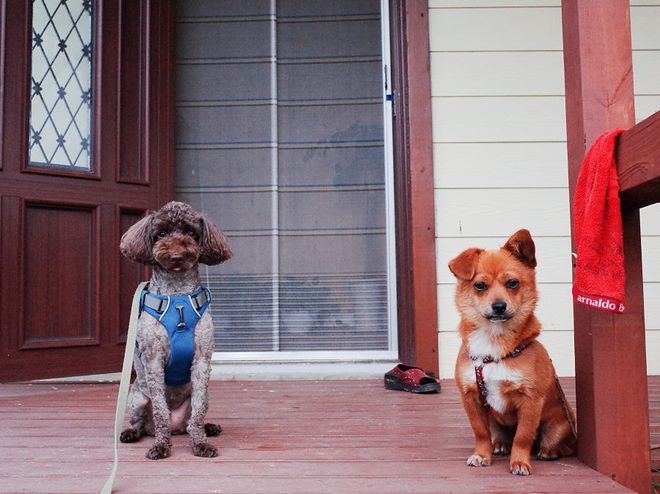 시골에는 밤에 개 줄 풀어 주는 집들이 좀 있습니다