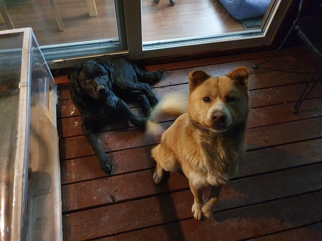 시골에는 밤에 개 줄 풀어 주는 집들이 좀 있습니다