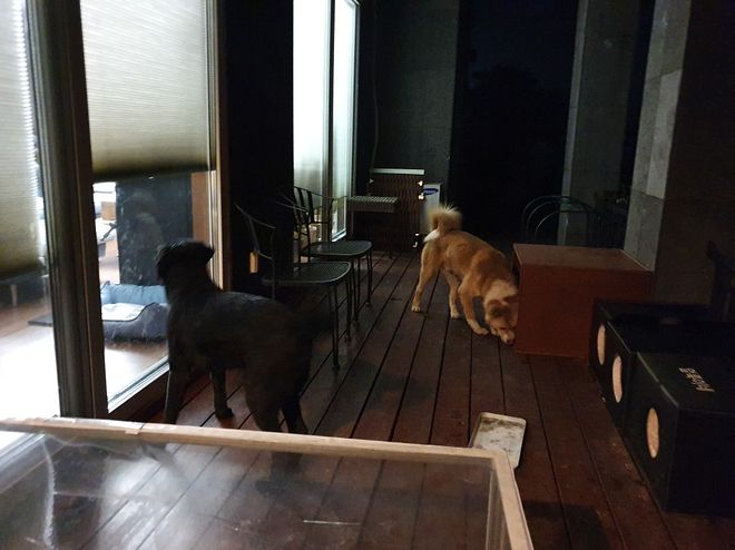 시골에는 밤에 개 줄 풀어 주는 집들이 좀 있습니다