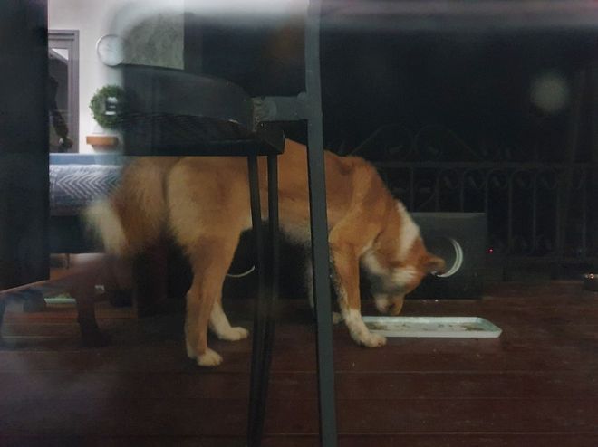 시골에는 밤에 개 줄 풀어 주는 집들이 좀 있습니다