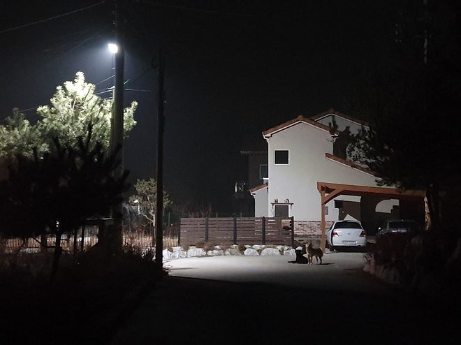 시골에는 밤에 개 줄 풀어 주는 집들이 좀 있습니다