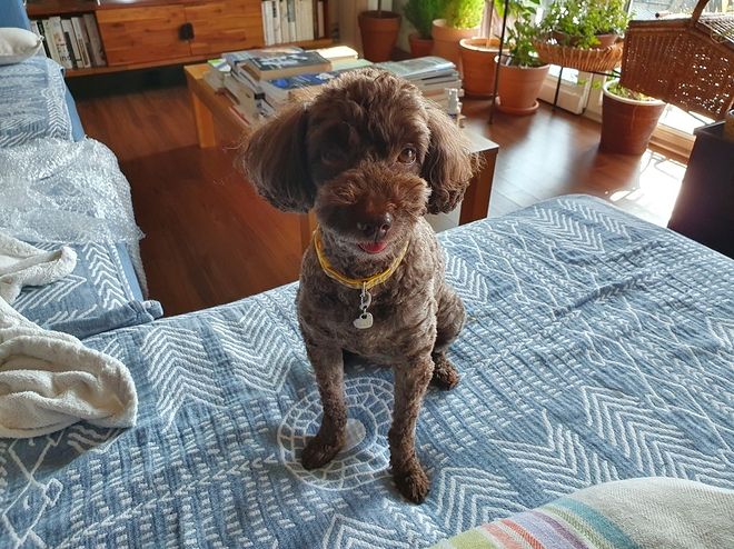 시골에는 밤에 개 줄 풀어 주는 집들이 좀 있습니다