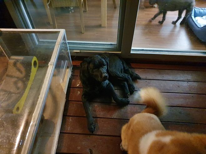 시골에는 밤에 개 줄 풀어 주는 집들이 좀 있습니다